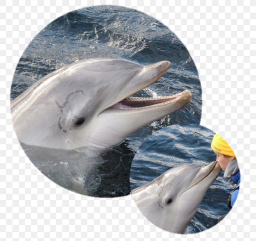 Common Bottlenose Dolphin Short-beaked Common Dolphin Tucuxi Wholphin Striped Dolphin, PNG, 785x770px, Common Bottlenose Dolphin, Bottlenose Dolphin, Dolphin, Fauna, Fin Download Free