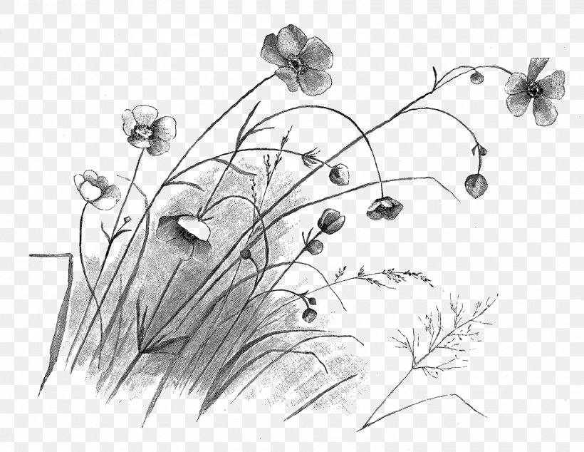 Flower Drawing Floral Design Sketch, PNG, 1600x1239px, Flower, Art, Artwork, Black And White, Botanical Illustration Download Free