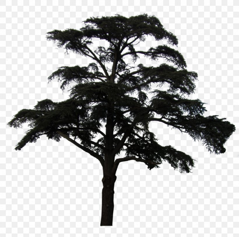 Scots Pine Plant Black And White Idea, PNG, 898x890px, Scots Pine, Black And White, Branch, Deviantart, Idea Download Free