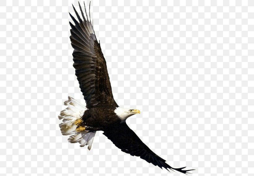 Bald Eagle Bird Flight White-tailed Eagle, PNG, 453x568px, Bald Eagle, Accipitriformes, Animal, Beak, Bird Download Free