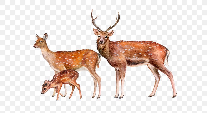 Deer Royalty-free Illustration Image Stock Photography, PNG, 640x448px, Deer, Animal, Antler, Chital, Fawn Download Free