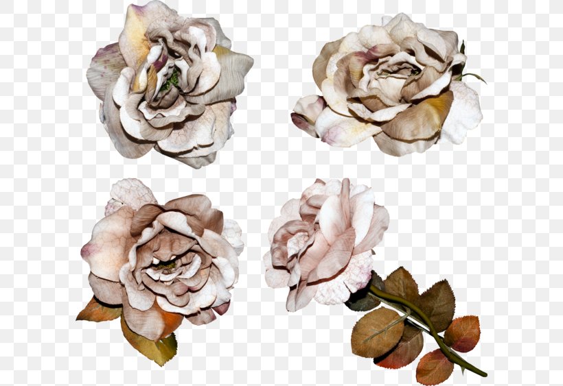 Garden Roses Clip Art, PNG, 600x563px, Garden Roses, Beach Rose, Camera, Cut Flowers, Depositfiles Download Free
