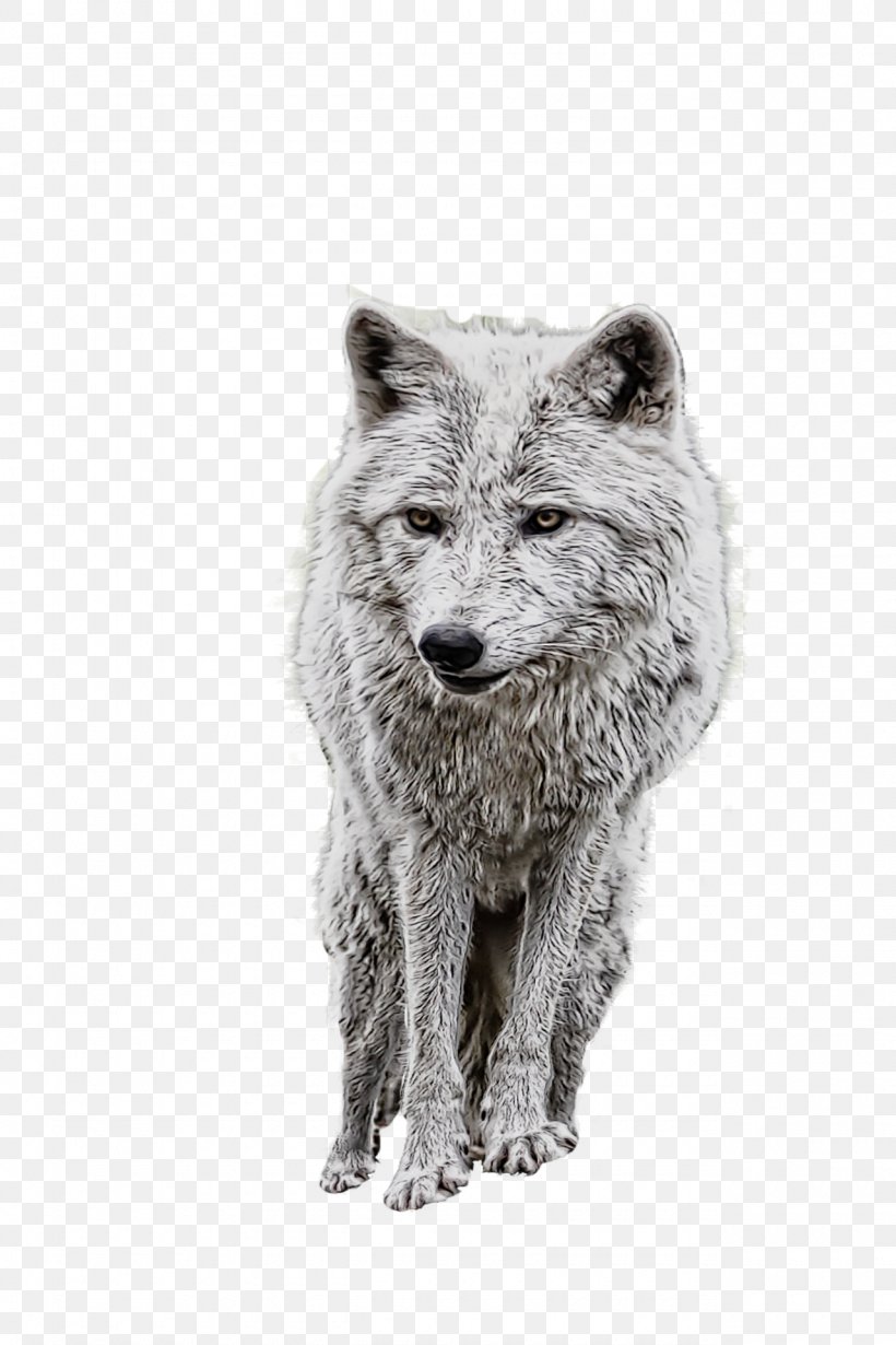 IPhone 6 Plus Dog Arctic Wolf Eurasian Wolf, PNG, 1280x1920px, Iphone 6 Plus, Arctic Wolf, Black And White, Canis, Canis Lupus Tundrarum Download Free