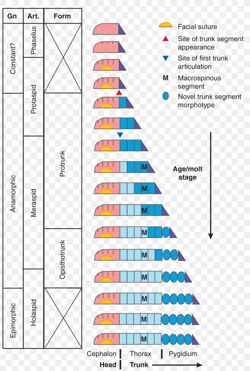 Stratigraphic Column Geology Education Stratigraphy Earth Science, PNG, 1300x1928px, Stratigraphic Column, Area, Diagram, Earth, Earth Science Download Free