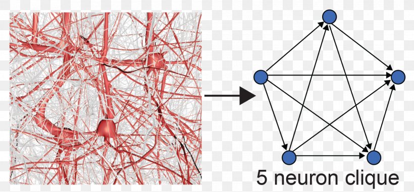 Blue Brain Project Neuron Clique Geometry, PNG, 1600x744px, Blue Brain Project, Agy, Area, Artificial Neural Network, Brain Download Free