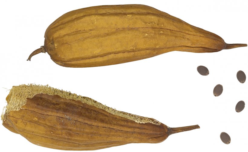 Calabaza Sponge Gourd Cucurbitaceae Luffa Operculata, PNG, 1193x733px, Calabaza, Commodity, Cucumber, Cucurbitaceae, Fruit Download Free