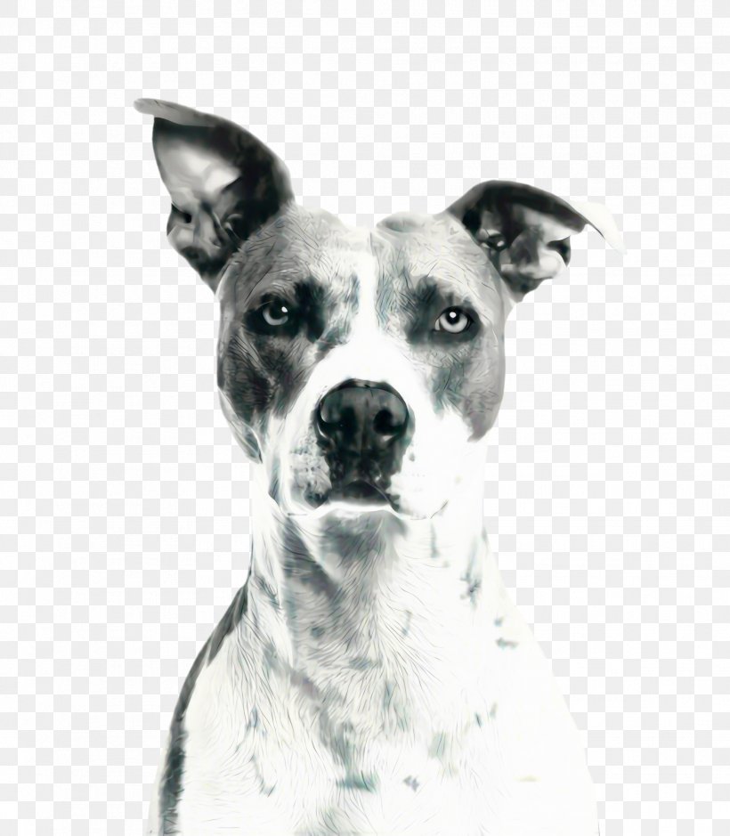 Cute Dog, PNG, 1867x2140px, Cute Dog, American Pit Bull Terrier, American Staffordshire Terrier, Animal, Blackandwhite Download Free