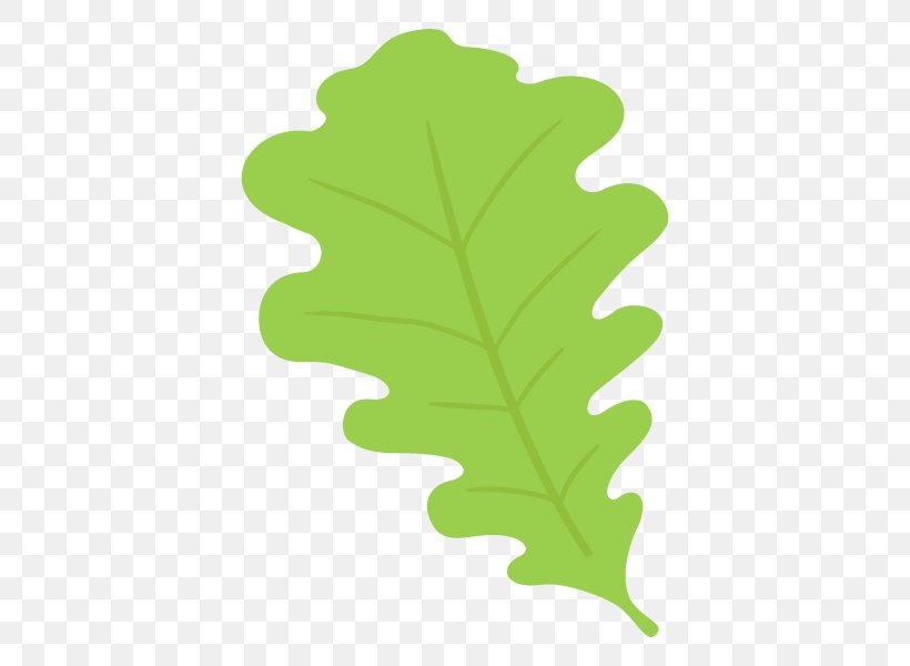 Leaf Plants Cyclobalanopsis Illustration Tree, PNG, 600x600px, Leaf, Category Of Being, Cyclobalanopsis, Data, Flower Download Free