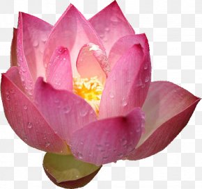 Lotus - Nelumbo Nucifera U611bu84eeu8aaa Photography Wallpaper PNG