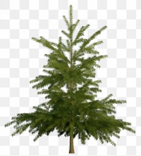 Tree - Spruce Fir Pine Stock Photography PNG