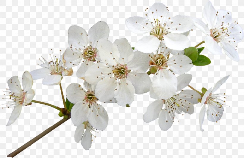 Cherry Blossom Cut Flowers Petal, PNG, 2144x1390px, Blossom, Branch, Cherry, Cherry Blossom, Cut Flowers Download Free
