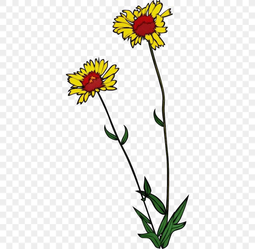 Flower Flowering Plant Plant Yellow Tickseed, PNG, 800x800px, Watercolor, Cut Flowers, Daisy Family, Flower, Flowering Plant Download Free