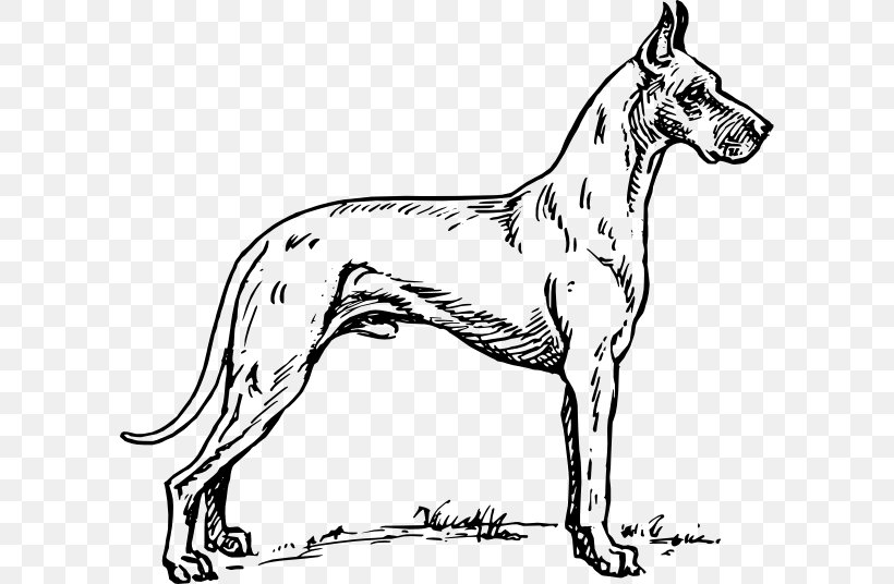 Great Dane Puppy Coloring Book Clip Art, PNG, 600x536px, Great Dane, Black And White, Carnivoran, Color, Coloring Book Download Free