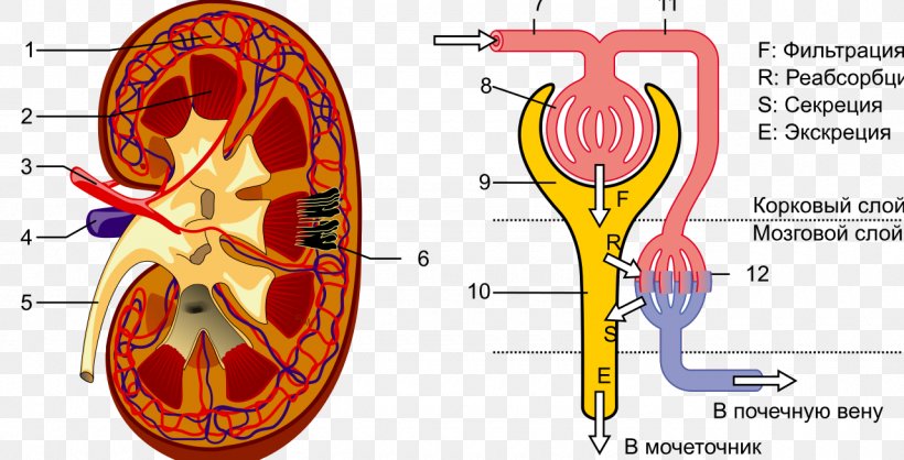 Kidney Renal Hilum Nephron Renal Pelvis Ureter, PNG, 1280x654px, Watercolor, Cartoon, Flower, Frame, Heart Download Free