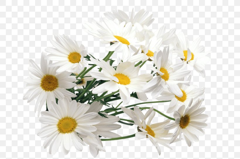 Chamomile Clip Art, PNG, 700x544px, Chamomile, Annual Plant, Aster, Chamaemelum Nobile, Chrysanths Download Free