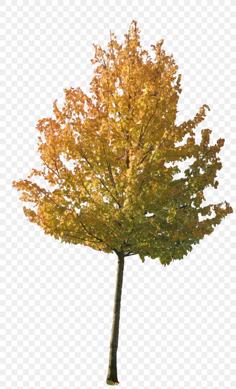 Tree Autumn Maple, PNG, 900x1480px, Tree, Autumn, Autumn Leaf Color, Branch, Conifer Download Free