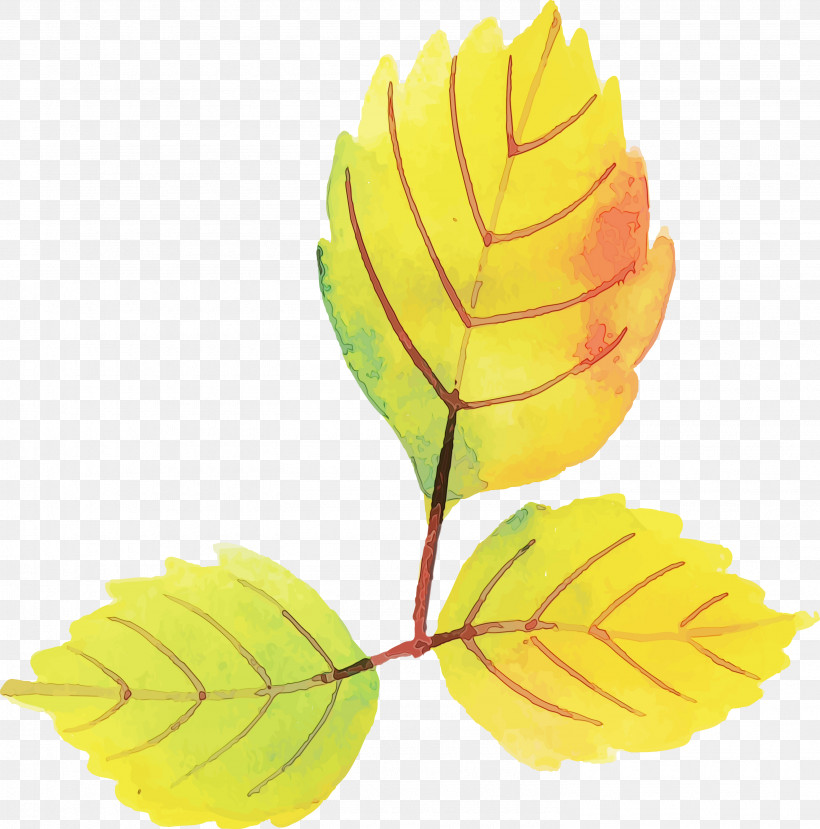 Yellow Petal Fruit, PNG, 2965x3000px, Autumn Leaf, Colorful Leaf, Fruit, Paint, Petal Download Free