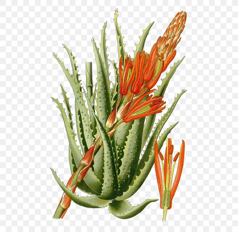 Aloe Arborescens Aloe Vera Favourite Flowers Of Garden And Greenhouse Succulent Plant Botany, PNG, 528x800px, Aloe Arborescens, Aloe, Aloe Vera, Botany, Cactaceae Download Free