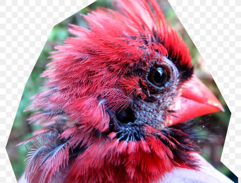 Bird Beak The Barn Owl Feather, PNG, 800x621px, Bird, Altricial, Barn Owl, Beak, Bird Vocalization Download Free