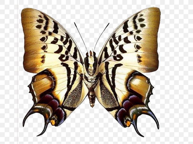 Butterfly Greta Oto Clip Art, PNG, 673x610px, Butterfly, Animal, Arthropod, Brush Footed Butterfly, Butterflies And Moths Download Free
