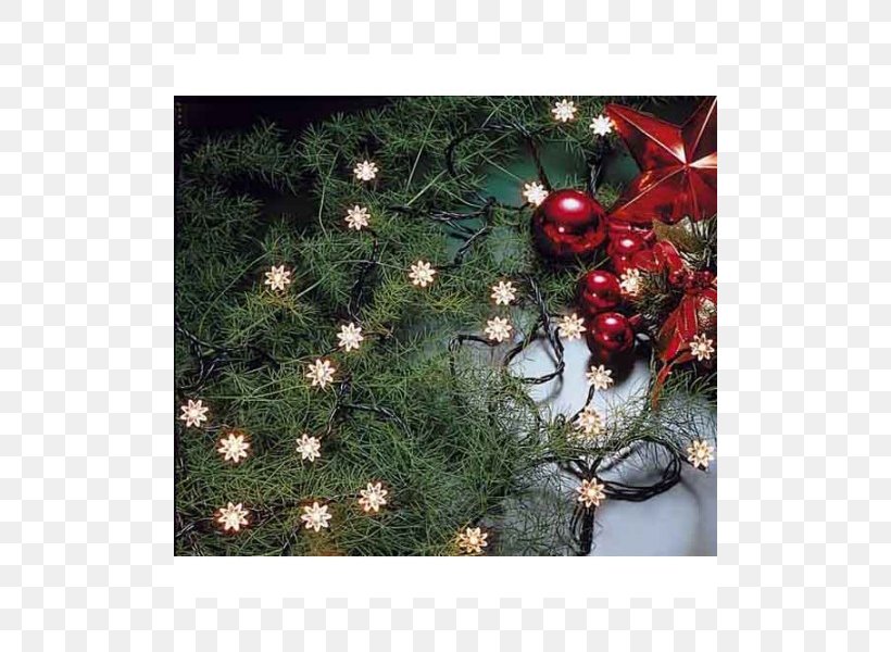 Christmas Tree Christmas Ornament Christmas Lights Flora, PNG, 800x600px, Christmas Tree, Christmas, Christmas Decoration, Christmas Lights, Christmas Ornament Download Free