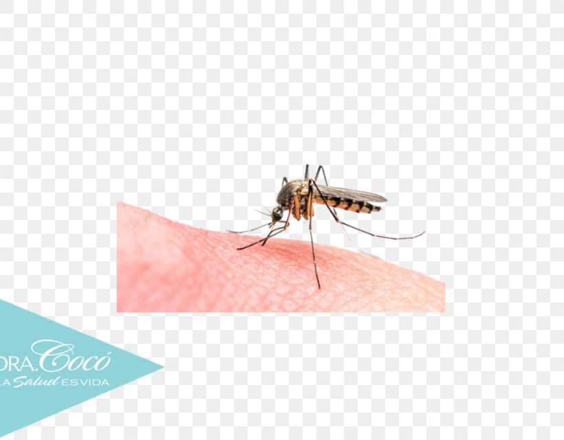 Malaria Parasite Marsh Mosquitoes Parasitism, PNG, 960x750px, Malaria, Antiseptic, Arthropod, Dengue, Disease Download Free