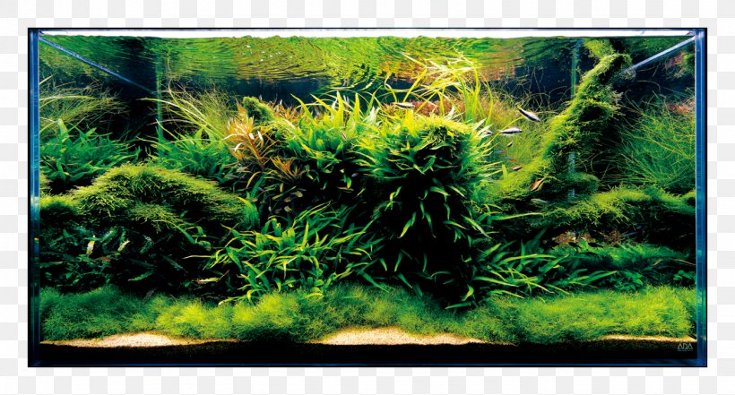 Aquariums Siamese Fighting Fish Aquascaping Nature, PNG, 1330x716px, Aquarium, Aqua Design Amano, Aquariums, Aquascaping, Aquatic Plant Download Free