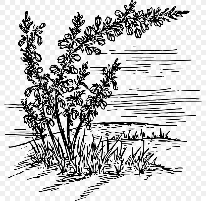Calluna Clip Art, PNG, 788x800px, Calluna, Black And White, Botany, Branch, Drawing Download Free