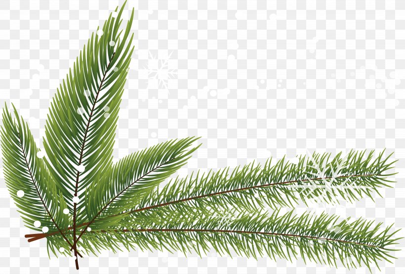 Fir Spruce Pine Twig Leaf, PNG, 5334x3606px, Fir, Branch, Conifer, Evergreen, Leaf Download Free