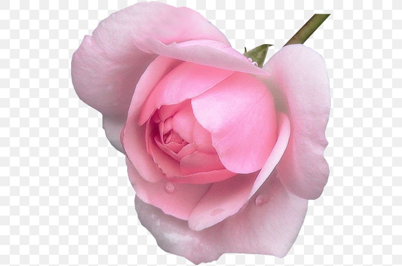 Friendship Day Greeting Pink Flowers Love, PNG, 534x543px, Friendship, Attitude, Camellia, China Rose, Cut Flowers Download Free