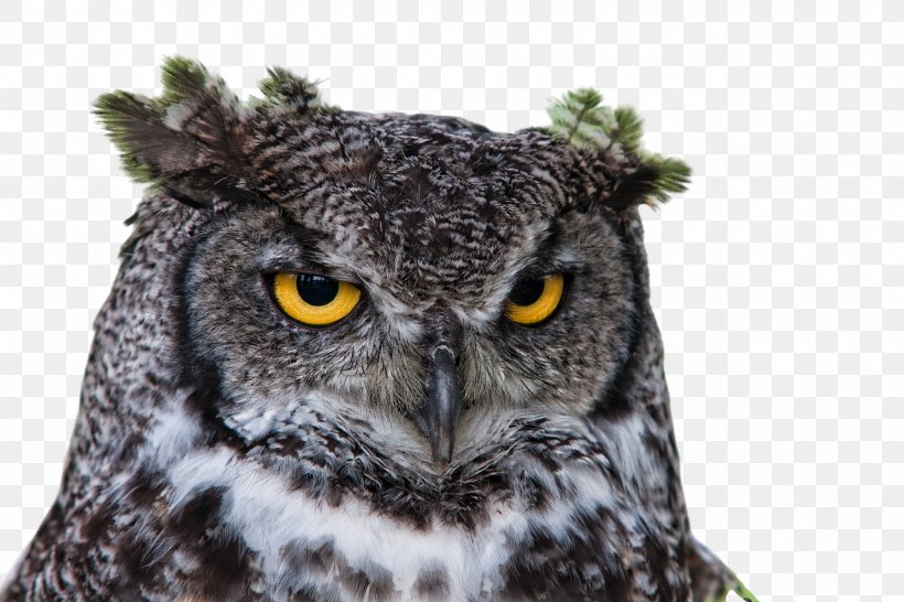 Owl Information, PNG, 1280x853px, Owl, Beak, Bird, Bird Of Prey, Computer Software Download Free