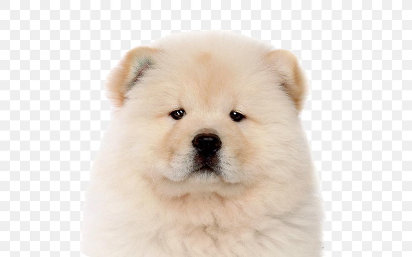 The Chow Chow Puppy Keeshond Akita, PNG, 512x512px, Chow Chow, Akita, Ancient Dog Breeds, Boo, Breed Download Free