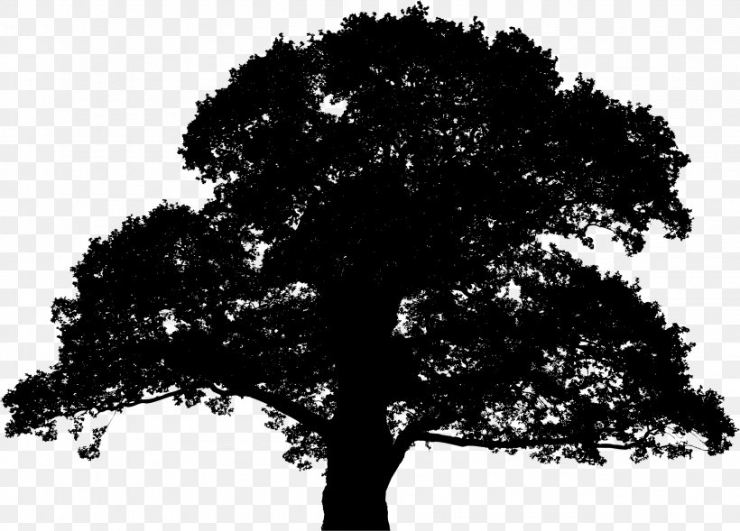 English Oak Sessile Oak Tree Silhouette Clip Art, PNG, 2258x1622px, English Oak, Black And White, Branch, Drawing, Monochrome Download Free