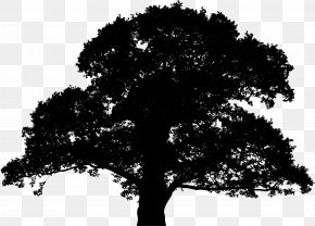 Oak - English Oak Sessile Oak Tree Silhouette Clip Art PNG