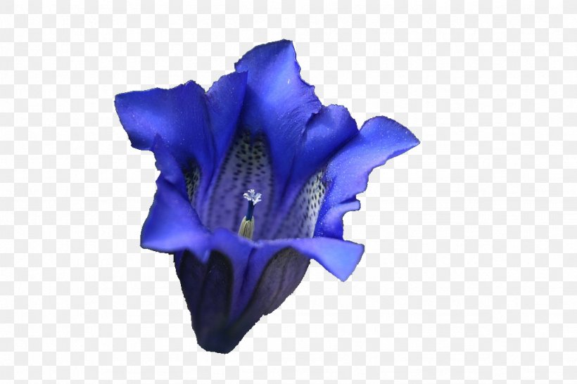 Lavender Blue Violet Lilac Purple, PNG, 1024x682px, Lavender, Blue, Cobalt, Cobalt Blue, Cut Flowers Download Free