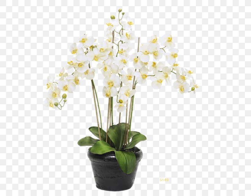 Moth Orchids Flowerpot, PNG, 592x640px, Moth Orchids, Artificial Flower, Crock, Cut Flowers, Floral Design Download Free