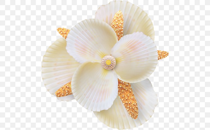 Shell Icon, PNG, 500x509px, Seashell, Cut Flowers, Flower, Material, Moth Orchid Download Free