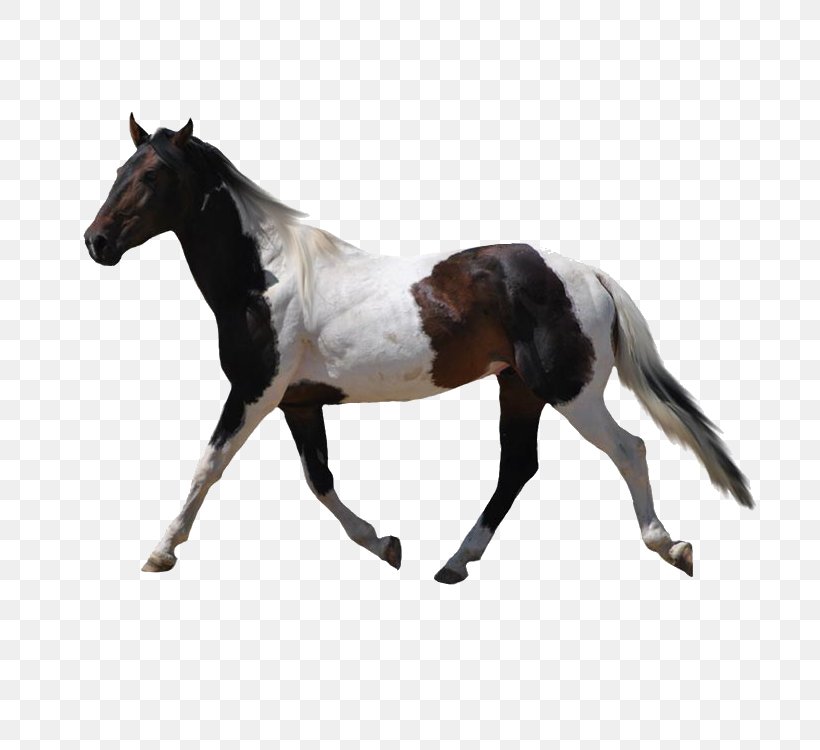 American Paint Horse Mustang Konik, PNG, 750x750px, American Paint Horse, Animal, Bit, Colt, Equine Anatomy Download Free