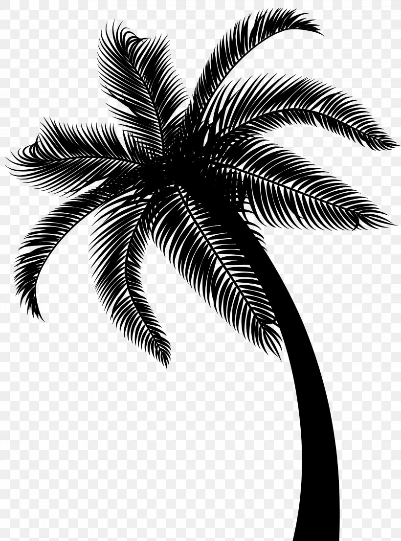 Coconut Date Palm Leaf Palm Trees, PNG, 4446x6000px, Coconut, Arecales, Attalea Speciosa, Black, Blackandwhite Download Free