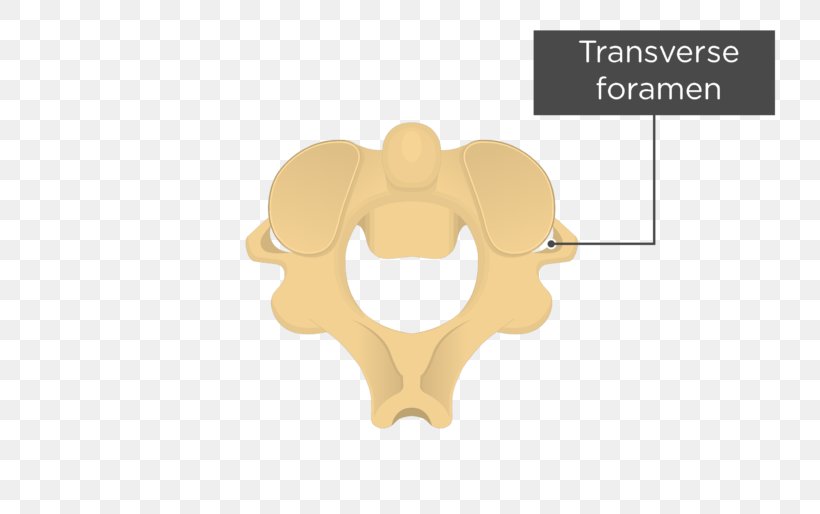 Intervertebral Foramen Axis Transverse Foramen Vertebral Column Cervical Vertebrae, PNG, 770x514px, Intervertebral Foramen, Anatomy, Atlas, Axis, Bone Download Free