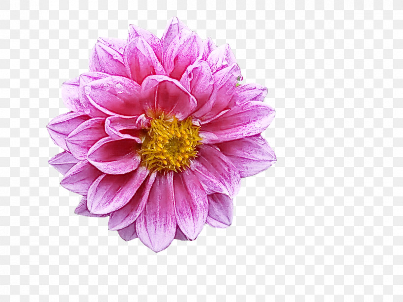Lavender, PNG, 1200x900px, Dahlia, Annual Plant, Aster, Chrysanthemum, Cosmos Download Free