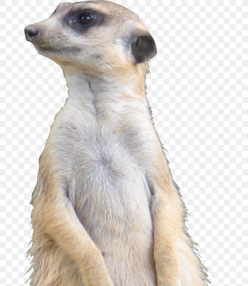 Meerkat Whiskers Fur Snout Terrestrial Animal, PNG, 662x946px, Meerkat, Animal, Carnivoran, Fauna, Fur Download Free