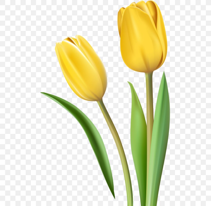 Tulip Yellow Cut Flowers, PNG, 506x800px, Tulip, Animation, Bud, Cut Flowers, Flower Download Free