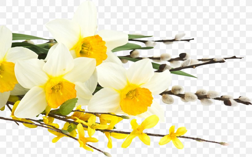 Daffodil Flower Bouquet Tulip Desktop Wallpaper, PNG, 1276x794px, Daffodil, Basket, Blossom, Branch, Bulb Download Free