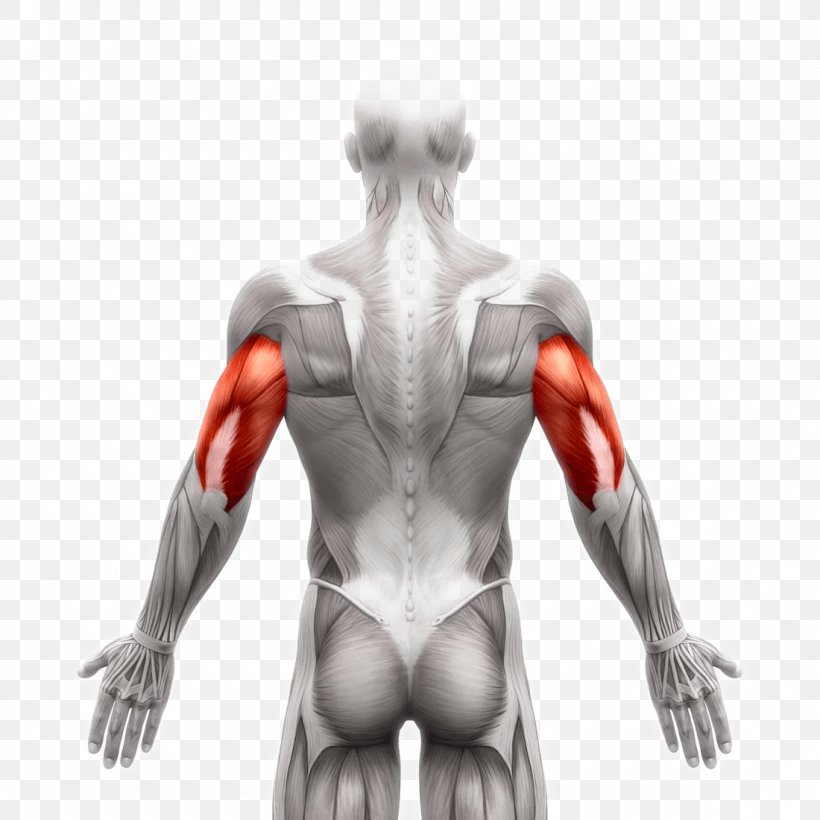Latissimus Dorsi Muscle Stock Photography Image Human Body, PNG, 1100x1100px, Watercolor, Cartoon, Flower, Frame, Heart Download Free