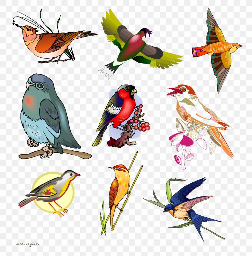Bird Day Parrot Parakeet Beak, PNG, 2195x2235px, Bird, Animal, Barn Swallow, Beak, Bird Day Download Free