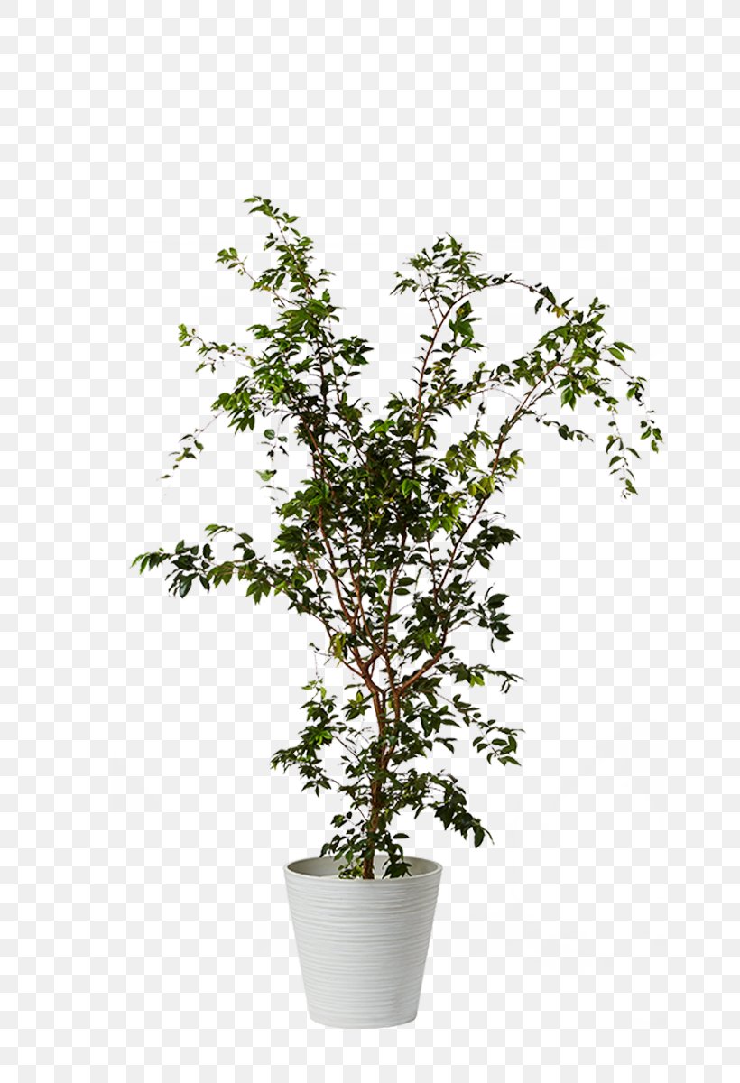 Proteas Houseplant Myrtle Family Dwarf Umbrella Tree, PNG, 800x1200px, Proteas, Araliaceae, Branch, Dwarf Umbrella Tree, Evergreen Download Free