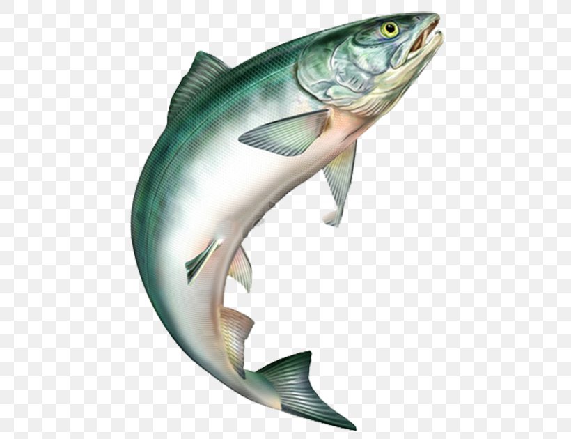 Sushi Salmon Rainbow Trout Food, PNG, 500x630px, Sushi, Atlantic Salmon, Bass, Cod, Fauna Download Free