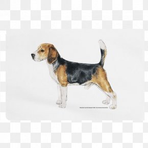Puppy - Beagle-Harrier Beagle-Harrier Puppy Basset Hound PNG