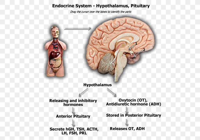 Brain Pituitary Gland Hypothalamus Hypophyseal Portal System Anterior Pituitary, PNG, 600x575px, Watercolor, Cartoon, Flower, Frame, Heart Download Free